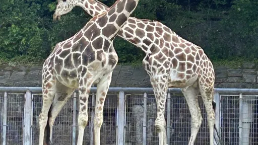 Higashiyama Zoo and Botanical Gardens