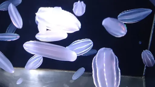 Kamo Aquarium