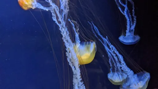 Kamo Aquarium