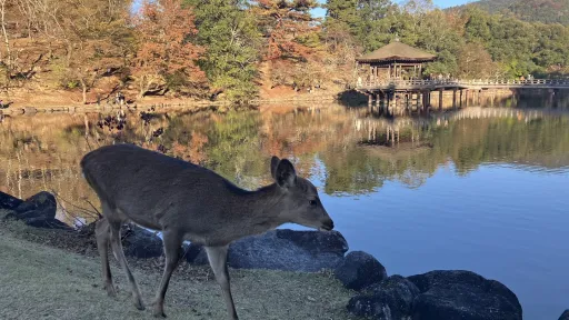 Nara Park
