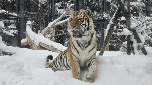Sapporo City Maruyama Zoo