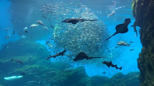 Sendai Umino-Mori Aquarium