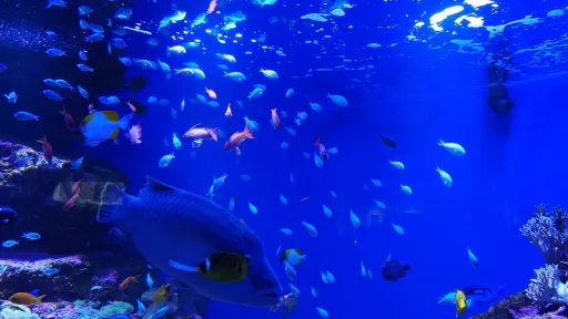 Sendai Umino-Mori Aquarium