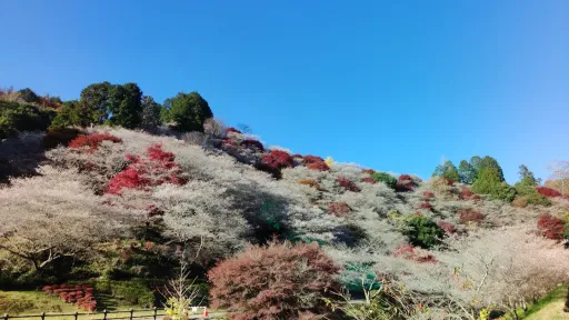 Senmi Shikizakura no Sato - Four Seasons Cherry Blossoms