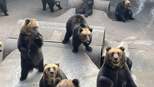shōwa-shinzan bear ranch