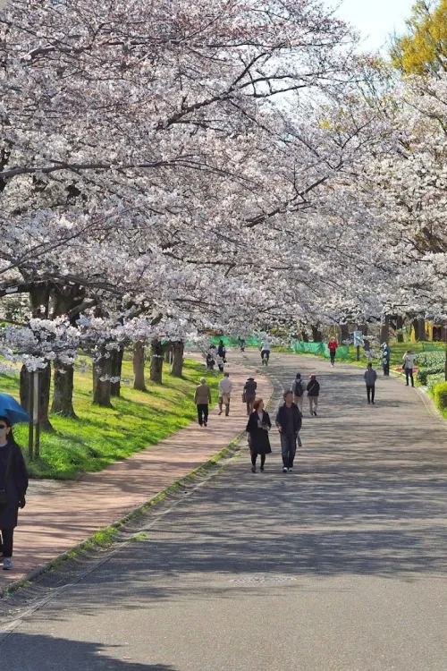 Aobanomori Park