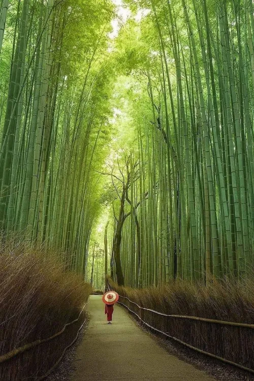 Arashiyama