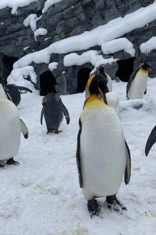 Asahiyama Zoo