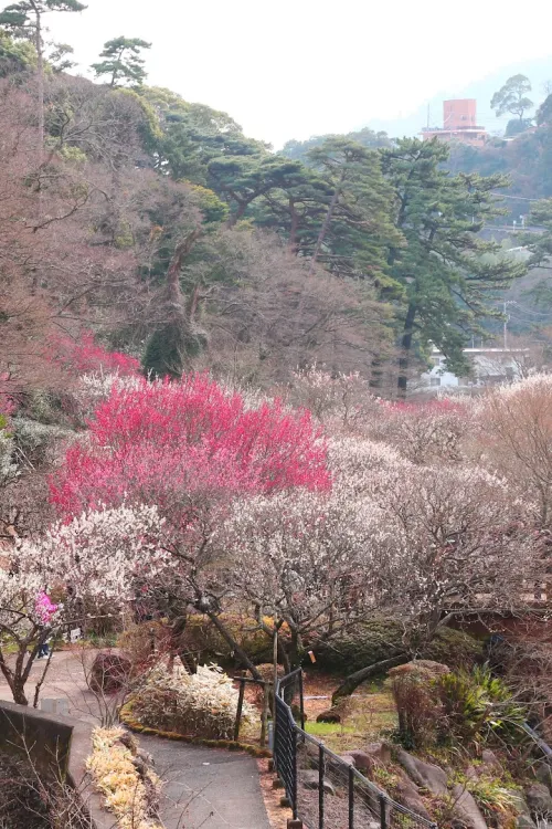Atami Plum Garden