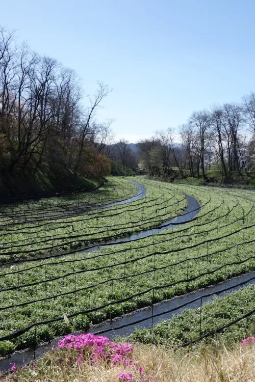 Daio Wasabi Farm