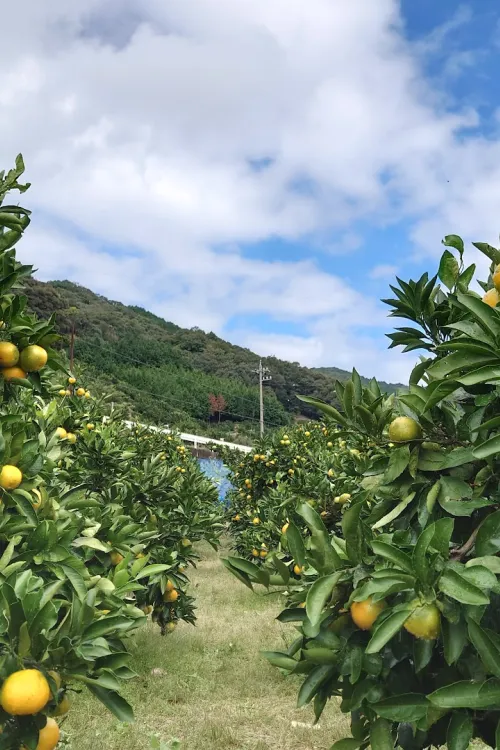 Gamagori Orange Park