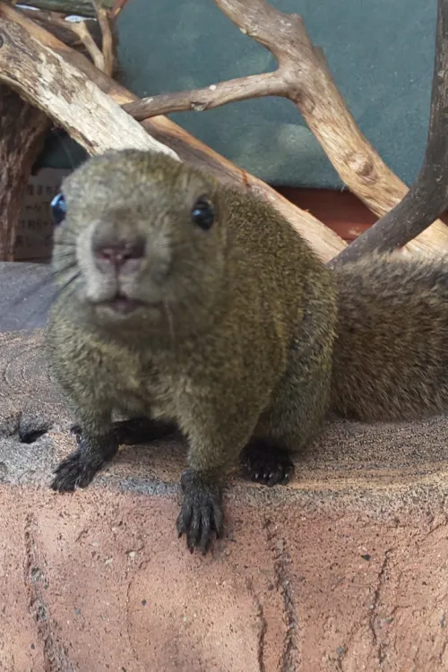 Gifu Kinkazan Squirrel Village