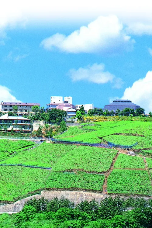 Katsunuma Budou no Oka