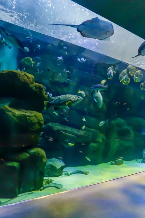 Miyajima Public Aquarium