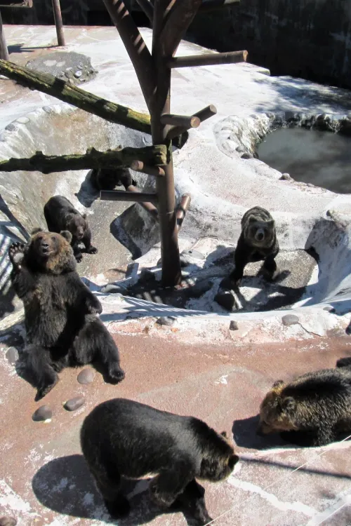 Noboribetsu Bear Park