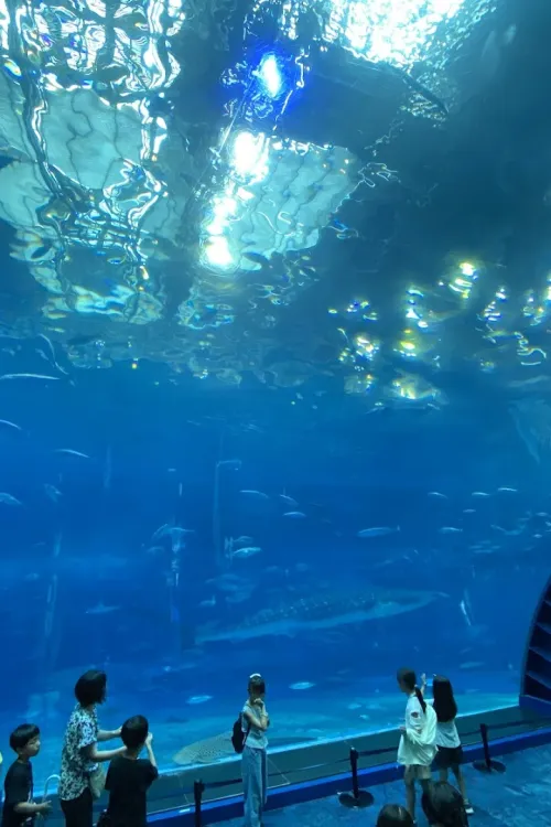 Okinawa Churaumi Aquarium