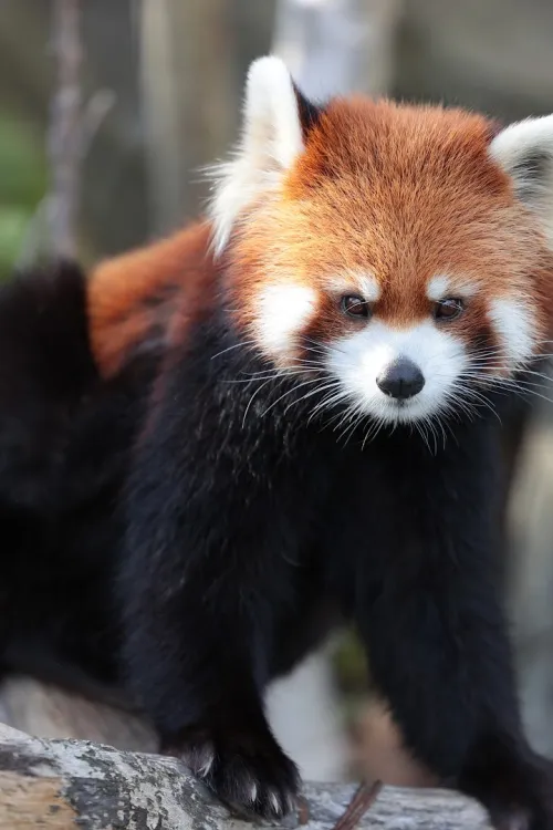 Sapporo City Maruyama Zoo