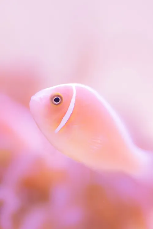 Toba Aquarium