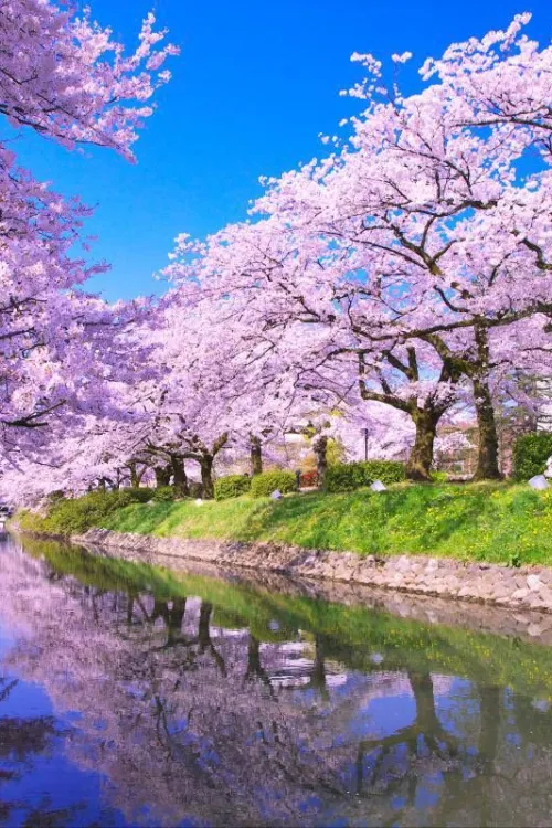 Matsukawa River Cherry Blossoms